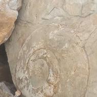 فسیل آمونیت غول پیکر