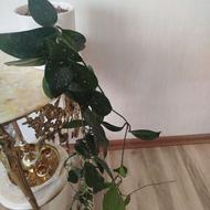 گل هویای آویزان و بینظیر خاص