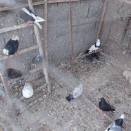 کبوترغریبگیری پرشی