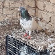 کفتر یا کبوتر گم شده