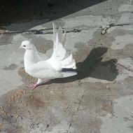کبوتر دم چتری