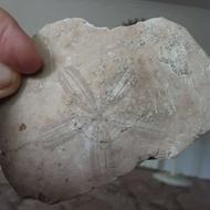 سنگ فسیل طرح گل دار