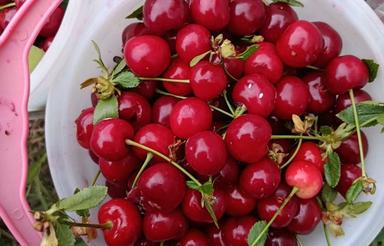 باغی به متراژ 3600 به فروش میرسد
