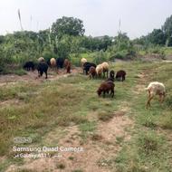 گوسفند مار وره درشت
