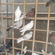 کفتر دهن خورده و پرشی