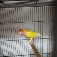 طوطی کتوله نر