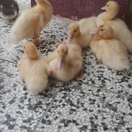 اردک خارجی سفید یک ماهه