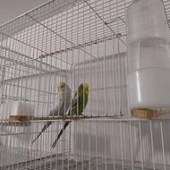 پرنده مرغ عشق انگلیسی