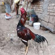 خروس لاری نسل دار