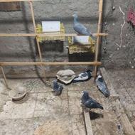 کبوتر مسافتی
