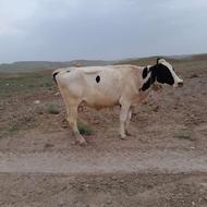 فروش گاو هلندی