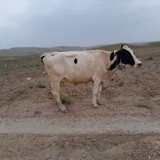 فروش گاو هلندی