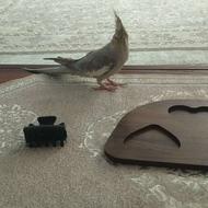 عروس هلندی نر