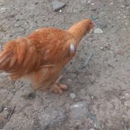 امپراطور دورگ