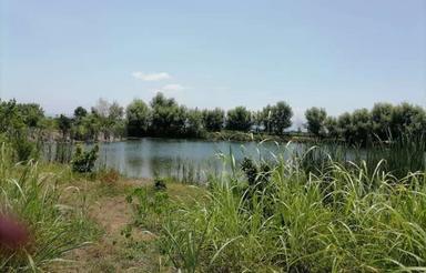 فروش زمین کشاورزی 10250 متر در جاده کیاکلا