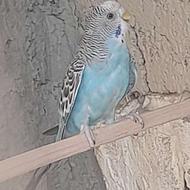 مرغ عشق بالغ