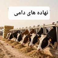 خوراک دام و طیور . دان مرغ . ذرت . جو . سویا