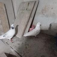کفتر پرشی نر