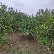 زمین مسکونی 200 متر در فیروزکنده علیا