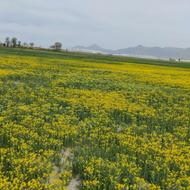 زمین کشاورزی آبی