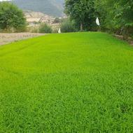 بزر شالی هاشمی و دمسیاه