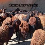 بره ماده تمیز وسرحال