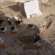 اردک اسرائیلی