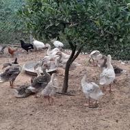 جوجه غاز 50 روزه و 35 روزه