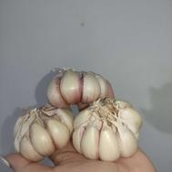 سیر محلی تازع چین