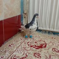 سلام چپ سیاه افشون نرهوایی