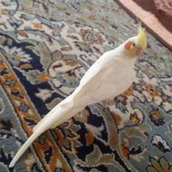 عروس هلندی نر