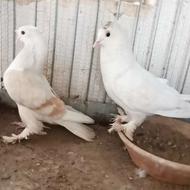 نر پشت نباتی 7 به 8 ، دو کاکله ، ماده سفید چشم مشکی کاکل پهن