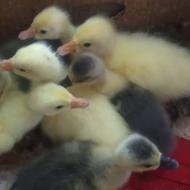 جوجه غاز8روزه تضمینی درشت و سرحال