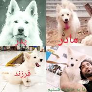 سگ استامبولی نر و ماده سفید واگزاری