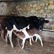 فروش 2راس گاو محلی دورگ تازه زا