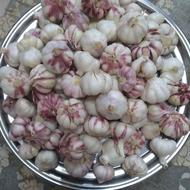 سیرتر تازه پاک شده