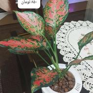 گلهای هیدروپونیک و ملزوماتش