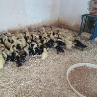 جوجه اردک خارجی 1 ماهه