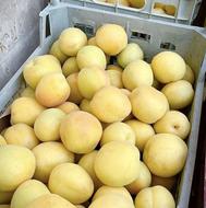 زردآلو درجه یک آصفی، فلکه ای