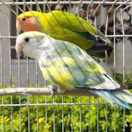 جفت طوطی کوتوله(هفت رنگ)