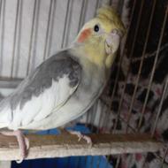 سه عدد عروس هلندی زمانتی