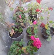 گل شمعدانی هلندی