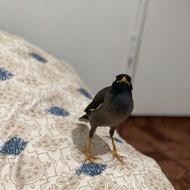 مرغ مینا سخنگو