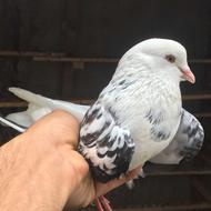 کبوترپرشی300