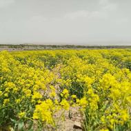 دو هکتار علوفه بهاره تازه