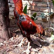 خروس لاری درجه یک