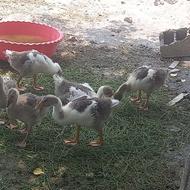 جوجه غاز 60روزه
