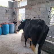 گاو با گوساله ماده