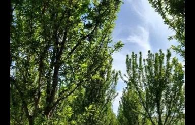 باغ میوه آلو شابلون وآلو پفکی وسیب وگلا بی