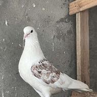 کبوتر پرشی ماده شمرونی